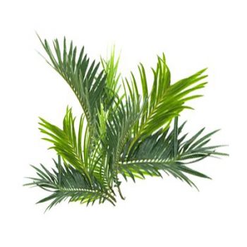 Sabal